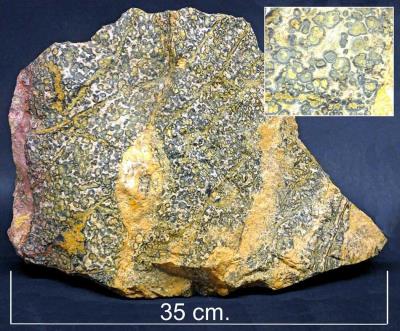 Orbicular Rhyolite. Chihuahua,Mexico. Bill Bagley Rocks and Minerals