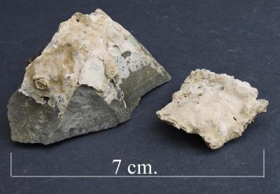 Calcite dripstone,Siglenlas. (CWO) Bill Bagley Rocks and Minerals