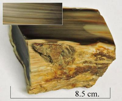 Petrified wood. Bill Bagley Rocks and Minerals