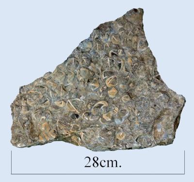 Pentamerus sandstone. Shropshire. Bill Bagley Rocks and Minerals